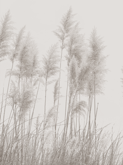 Misty Grove Wall Mural